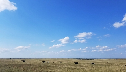 Pastures in Texas